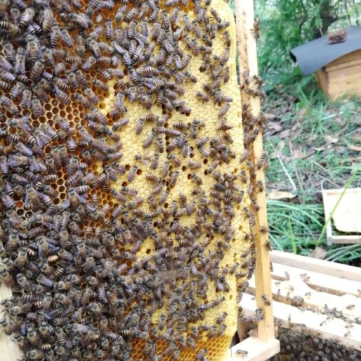 南宁 带箱带子脾蜂群活体蜜蜂活体中华蜜蜂蜂群蜂种蜂王
