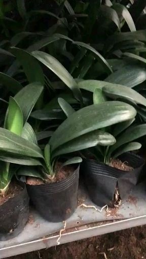 新沂市君子兰盆栽