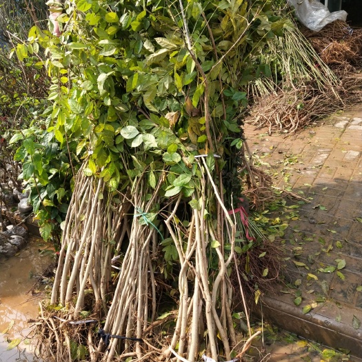 新沂市丰花紫藤 0.5~1米 1~2公分