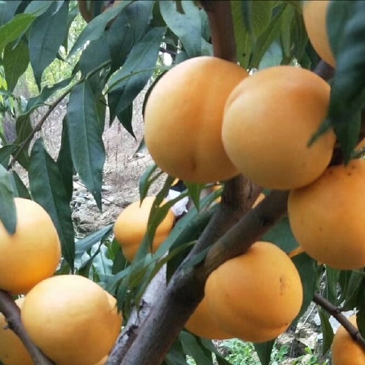 邹城市中油21号油桃苗 1~1.5米 