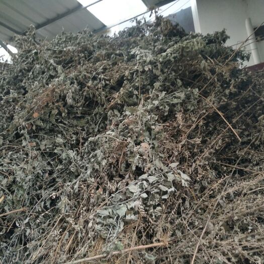 襄城县艾草苗