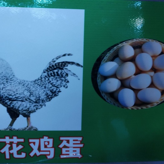 成都山地鸡鸡蛋 食用 箱装