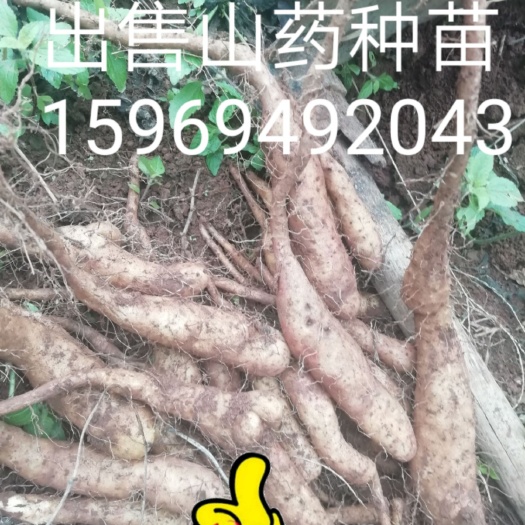 昆明山药种子