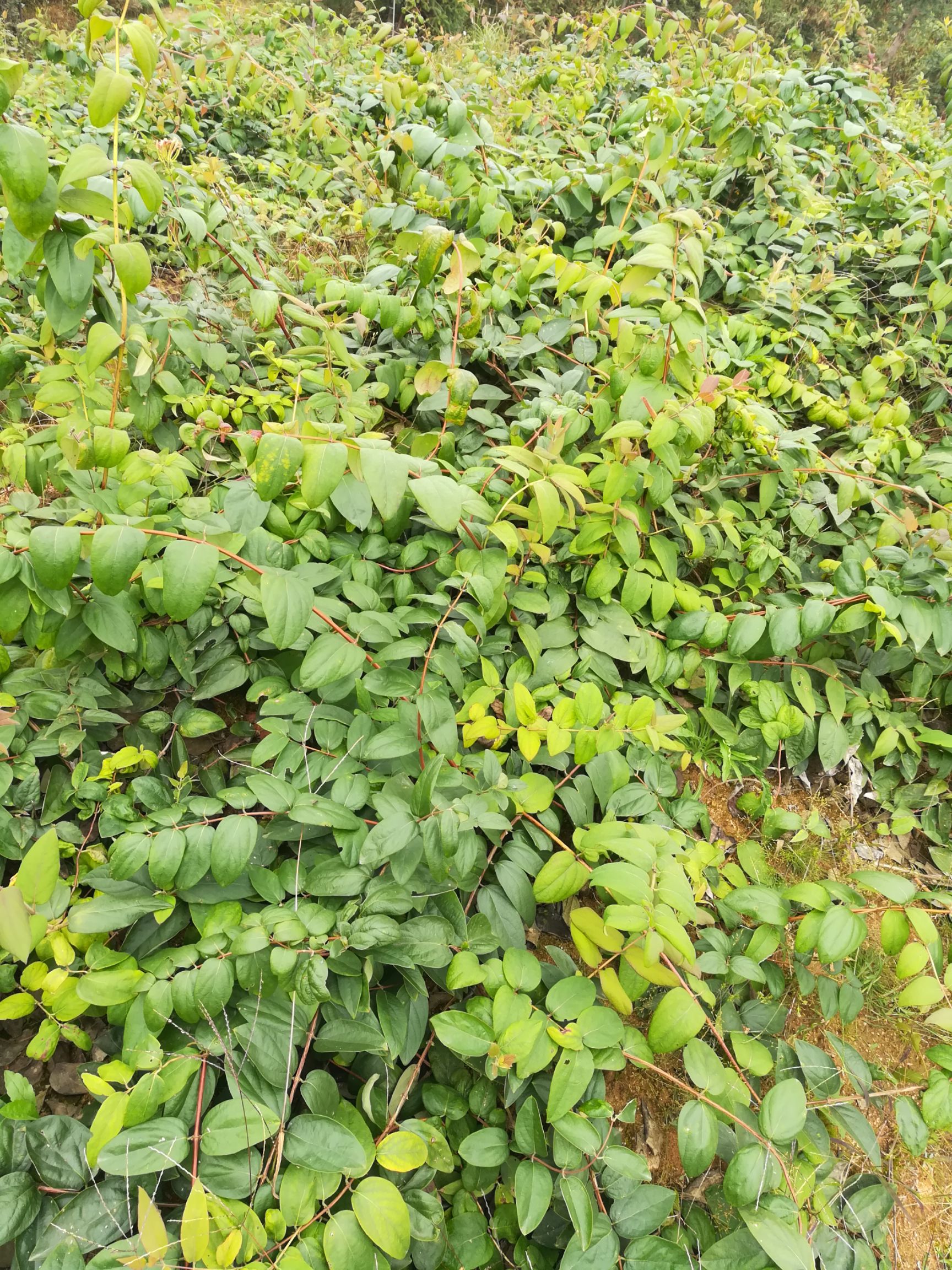 蕾花一号苗 20~30公分