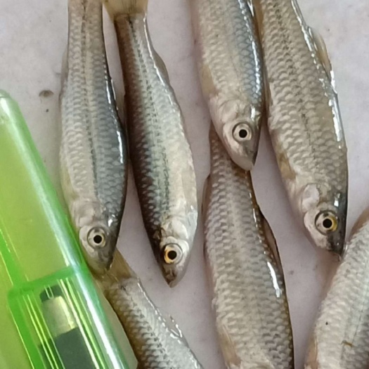 麦穗鱼  大量麦穗供应