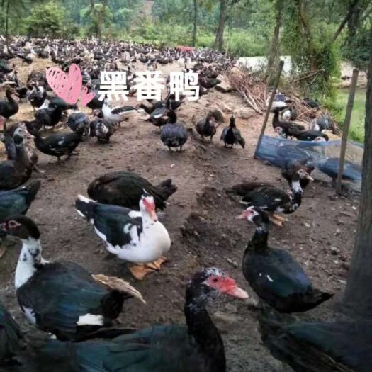 南宁黑番鸭苗