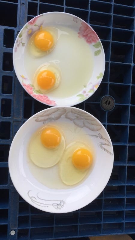  初生蛋 食用 简包装 