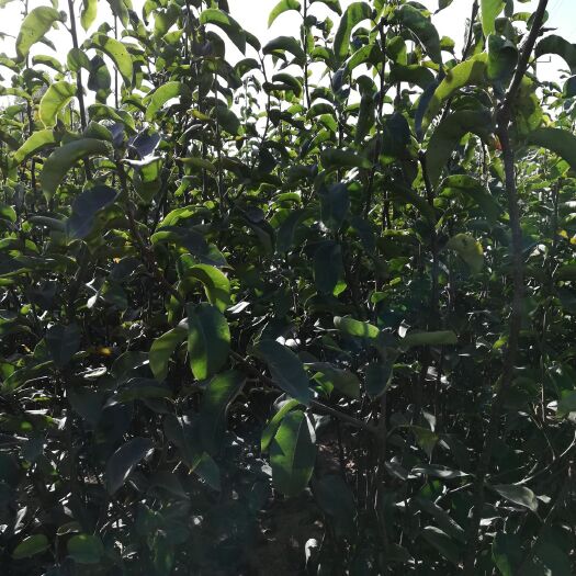 泰安 精品梨树苗，规格0.5-5公分的，口感好，可免费提供技术指导