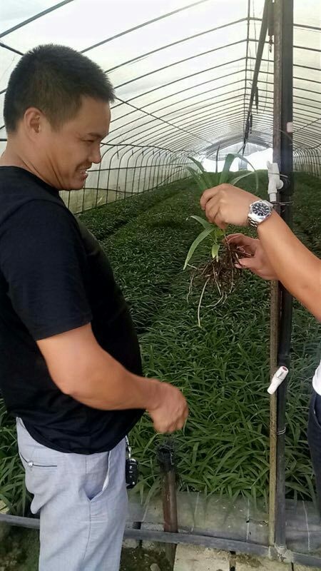 正安县白芨种子