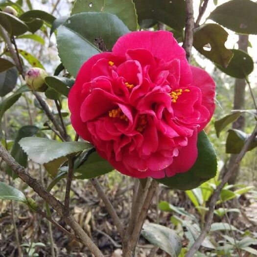 咸宁茶花苗