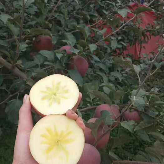 昭通昭通苹果 膜袋 片红 70mm以上