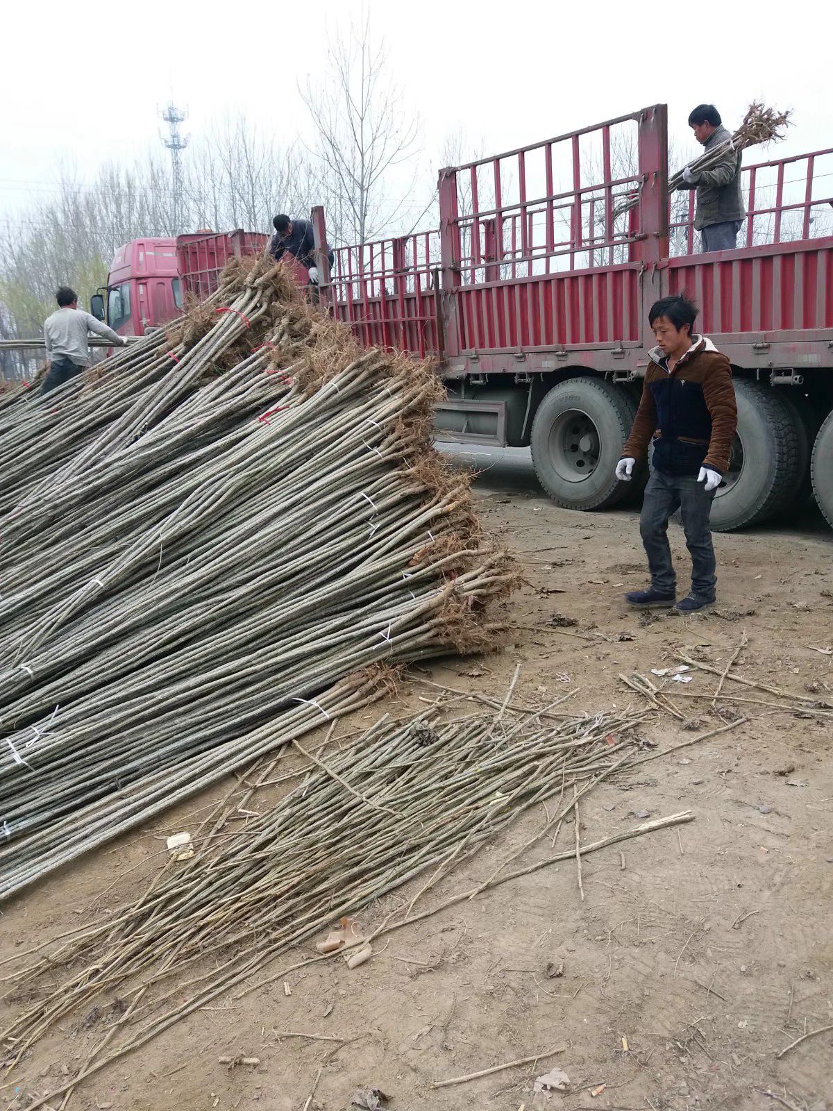  107速生杨树苗 产地热销中 全国发货