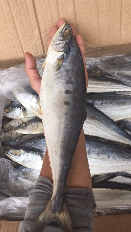 广州马鲛鱼干