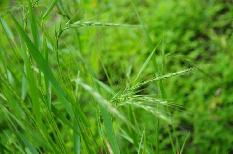 郓城县披碱草种子披碱草矿山修复草场补播耐旱耐寒抗风沙