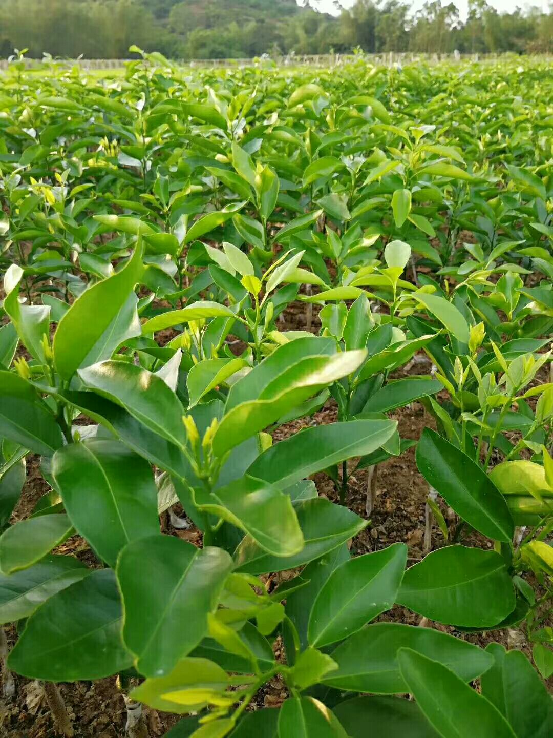 沃柑苗 正品嫁接苗，成活率高