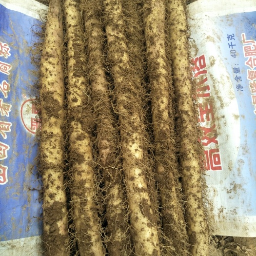 闻喜县日本白山药 30~40cm