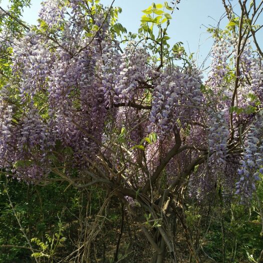 平邑县 丰花紫藤，苗圃地直供，保证品种，保证成活