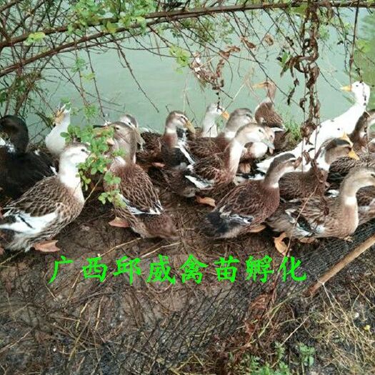 南宁 杂交鸭苗 包打疫苗 运输损失包赔 技术提供