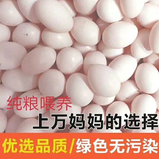 确山县常年供货，新鲜鸽子蛋，精选蛋！