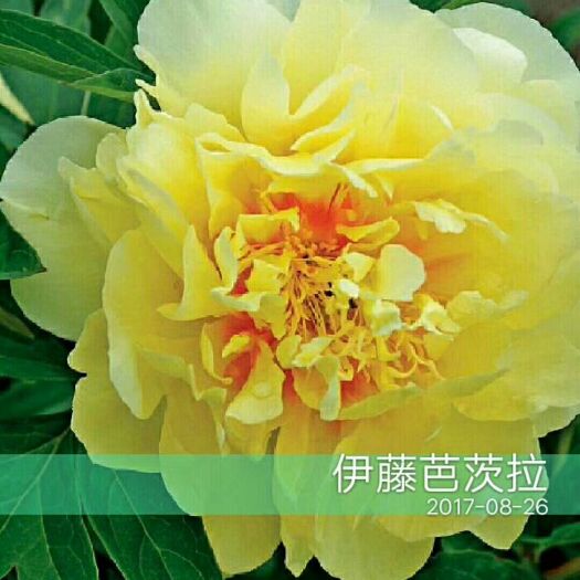 菏泽观赏牡丹 0.5米以下 2cm以下 4cm以下