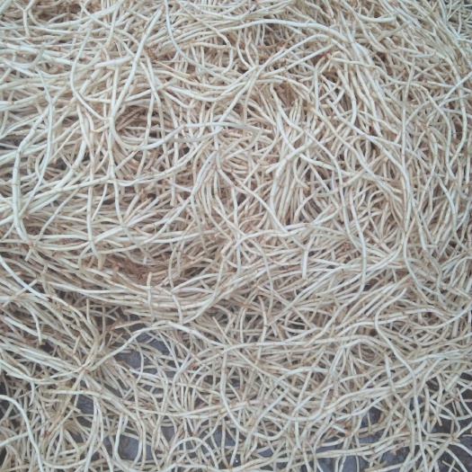砚山县鱼腥草根