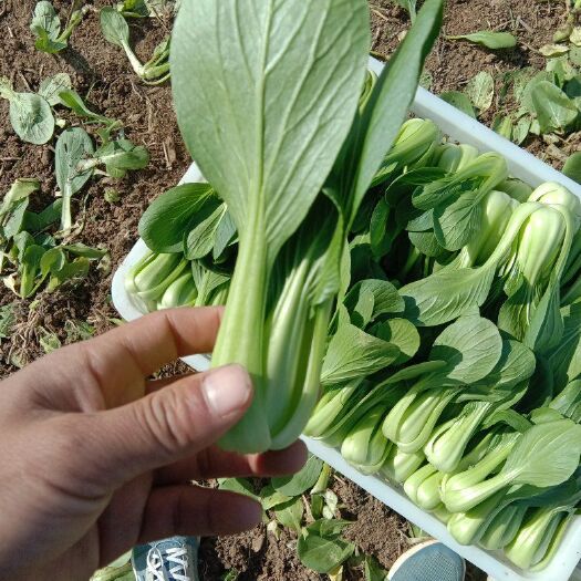 曹县上海青 8 ~10公分
