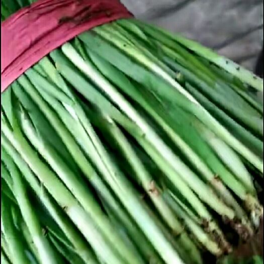 乐亭县大叶韭菜 头茬 30~35cm