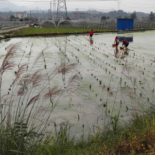 沅陵县茭白种苗