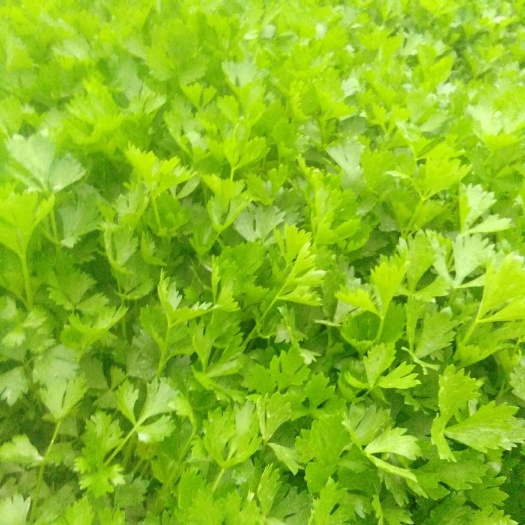淄博芹菜苗 