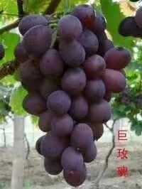 昌黎县巨玫瑰葡萄苗