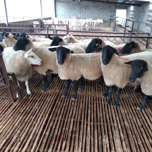 140-170斤羊批发采购_140-170斤羊供应_140