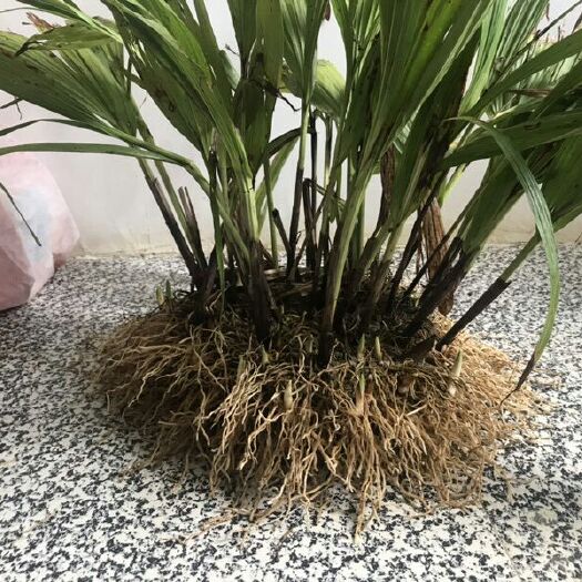 正安县白及