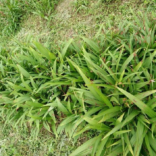 正安县白芨种子