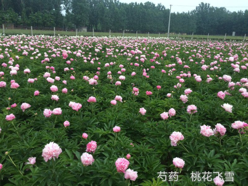 多花芍药 自己种植，价格优惠，保证质量，