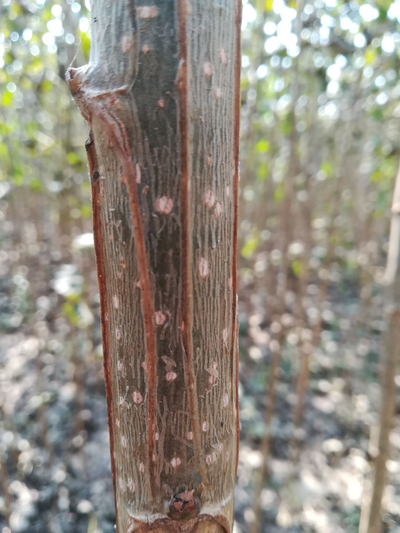  107速生杨树苗 产地热销中 全国发货