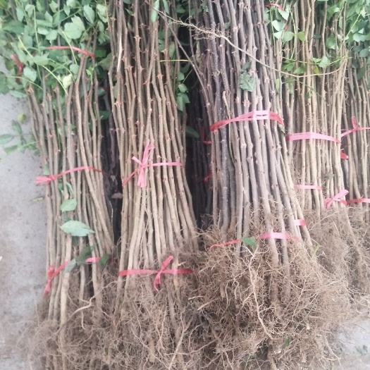 泰安大红袍花椒苗