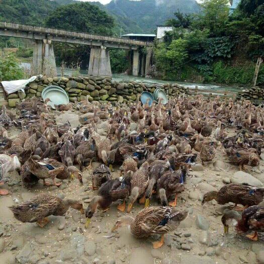 南宁麻鸭苗 包打疫苗、无假货单位