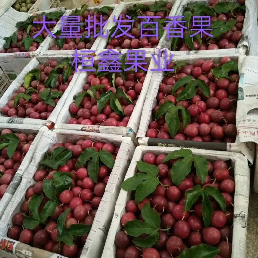 井冈山市紫香一号百香果 60 - 70克