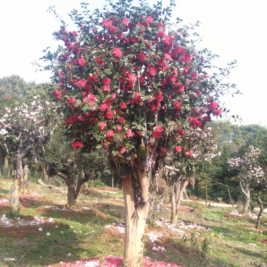 益阳茶花树 140cm以上