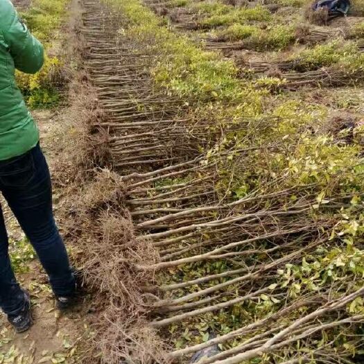 荥阳市突尼斯软籽石榴树苗 