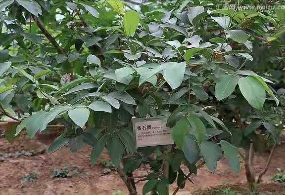 红宝石少籽芭乐苗