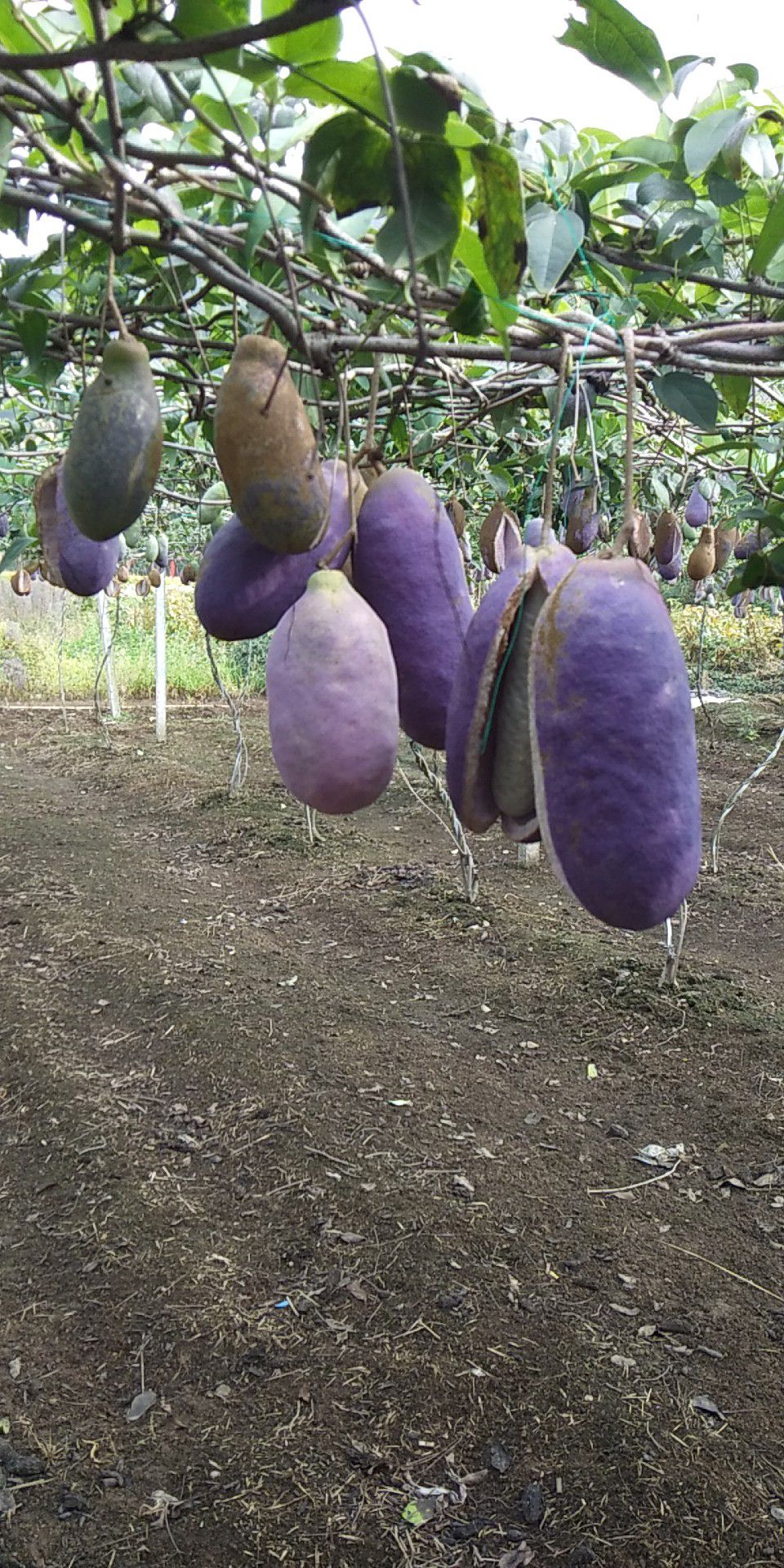 八月瓜苗  纯紫色高产八月瓜种苗