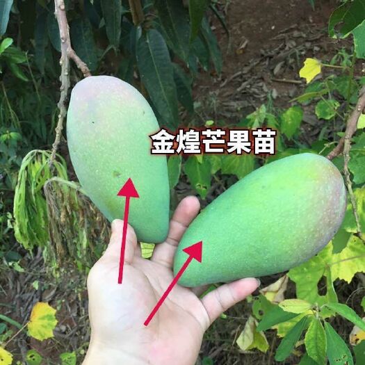 灵山县金煌芒果苗 