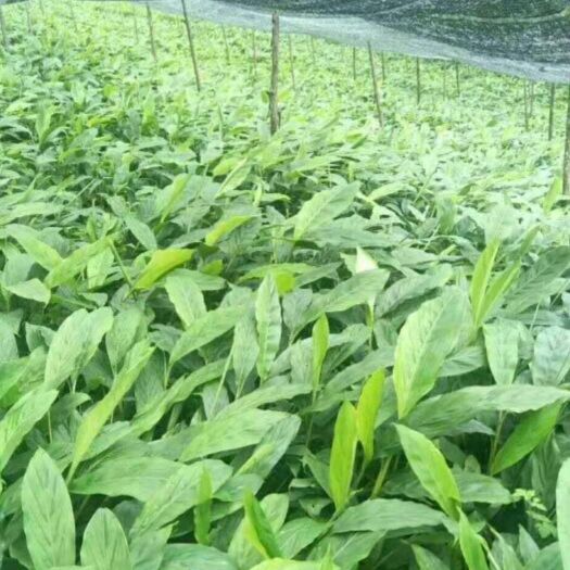 腾冲市草果苗 丛生苗 0.5~1米 