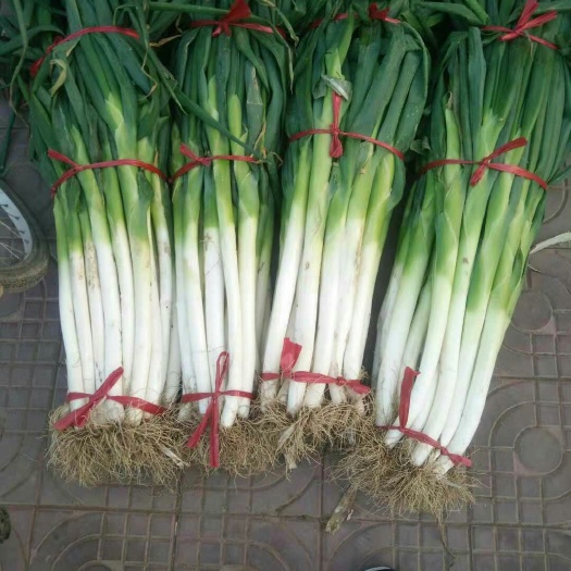 蠡县高白大葱  大葱