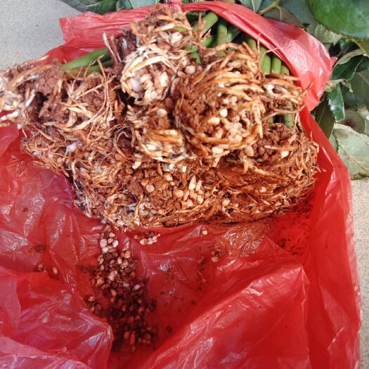 卡羅拉月季苗