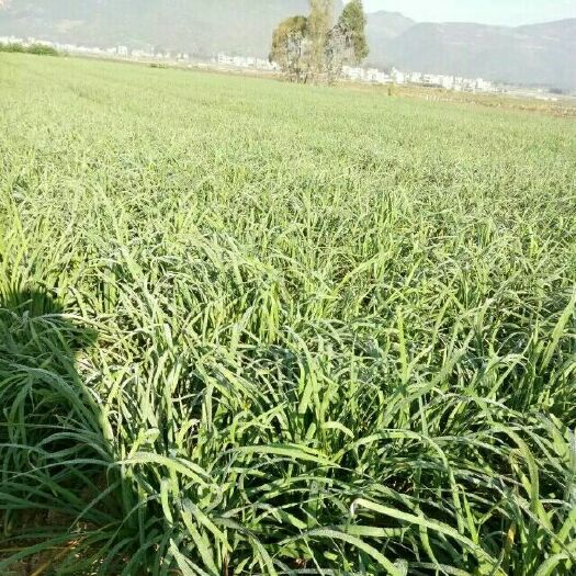 乐至县弥勒韭黄 头茬 60~70cm 