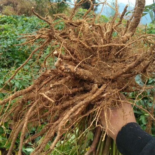 汉源县鲜当归 药材