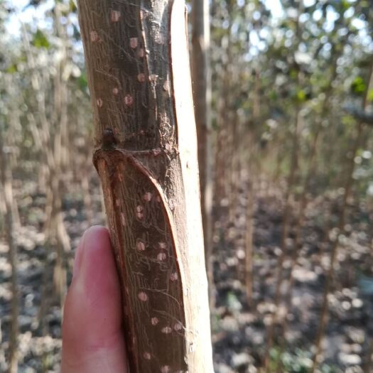 西华县107速生杨 供应 107速生白杨树苗 河南基地直批