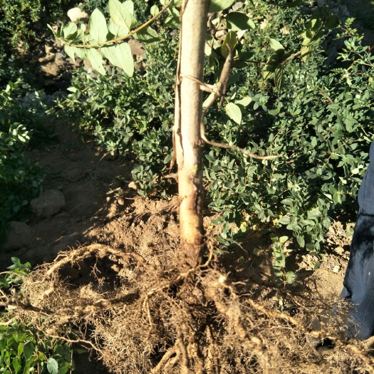 平邑县（包邮）树形金银花苗  四季花二年苗，免费技术指，